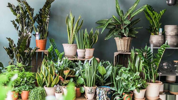 House Plants: Harnessing the Power of House Plants for a Greener, Healthier Space