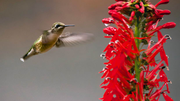 Sustainable Gardening: Attracting Beneficial Wildlife