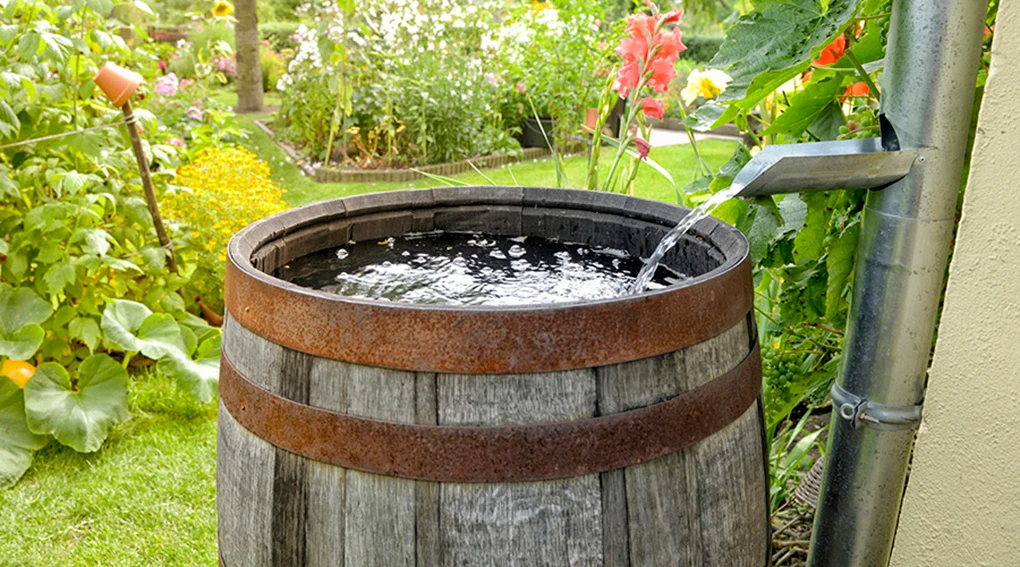 Sustainable Gardening: Rain Barrels, Drip Irrigation, and Water-Saving Tips