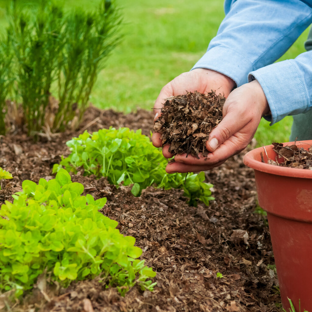 Sustainable Gardening: Mulch